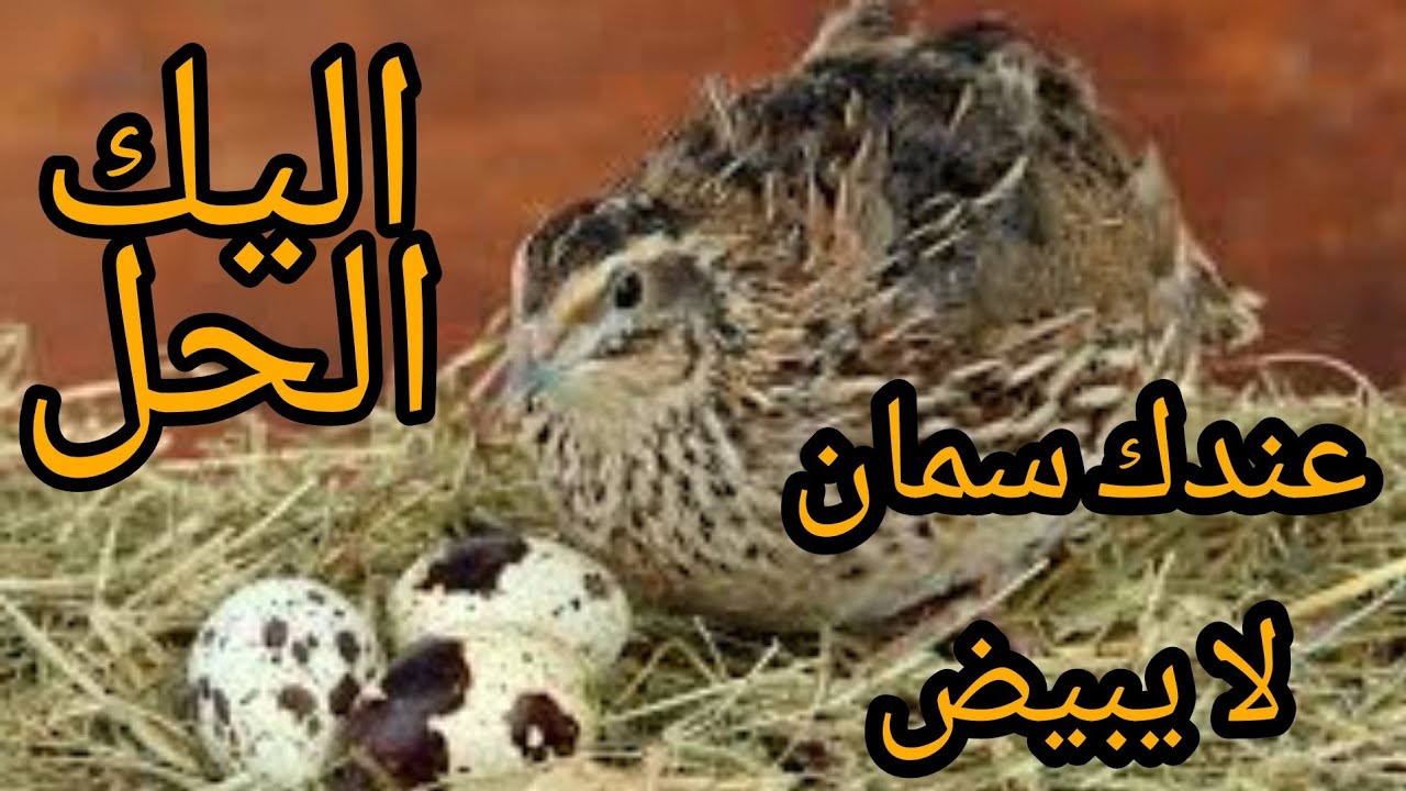 عندك سمان لا يبيض؟ اليك الحل.
