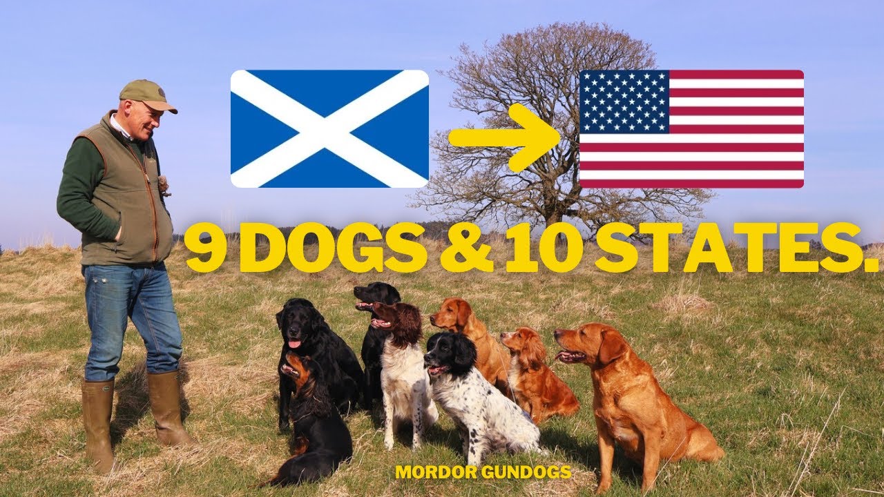Delivering NINE Trained Dogs From Scotland To America!