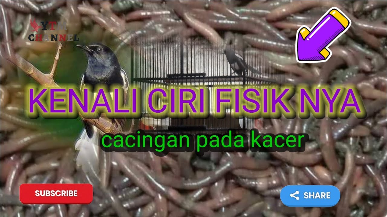 yutama channel.DIAGNOSA..Kacer yg mengalami cacingan.tanda tanda Kacer yg terkena cacingan.