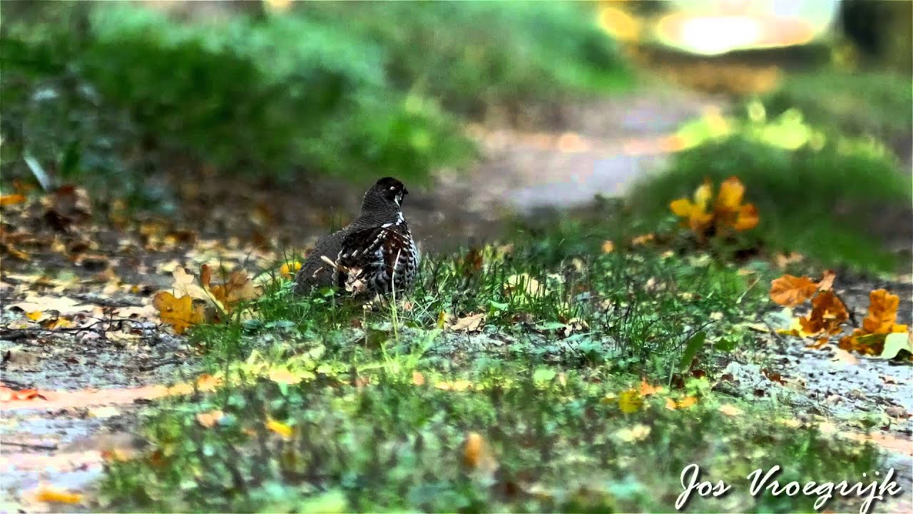 Tetrastes bonasia, Hazelhoen, Hazel grouse, Grevol, Gelinotte de bois, Haselhuhn