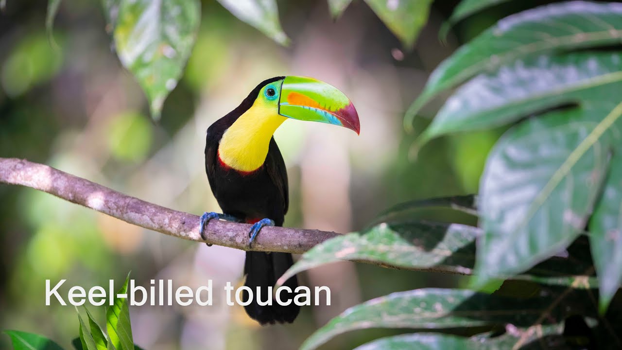 Keel-billed toucan calling.