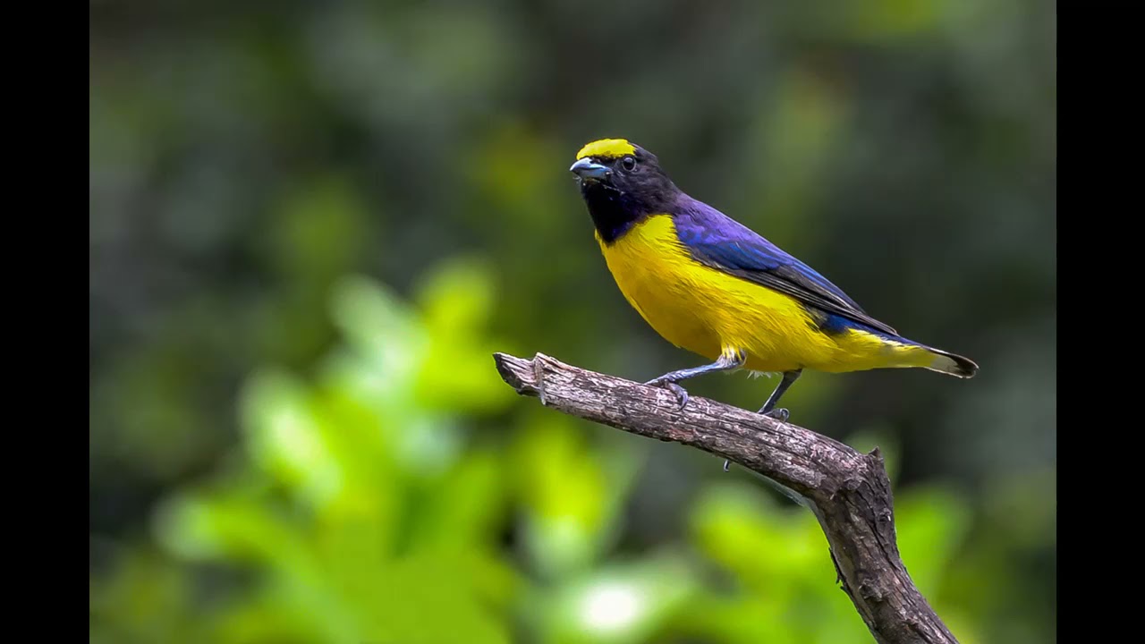 Melhor Canto do Pássaro Fim   Fim