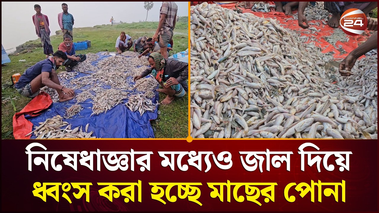 নিষেধাজ্ঞার মধ্যেও ভোলায় জাল দিয়ে ধ্বংস করা হচ্ছে মাছের পোনা | Bhola News | Channel 24