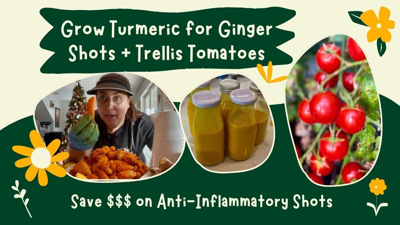 Trellising Tomatoes, Propagating Sweet Potatoes & Harvesting Turmeric in South Florida