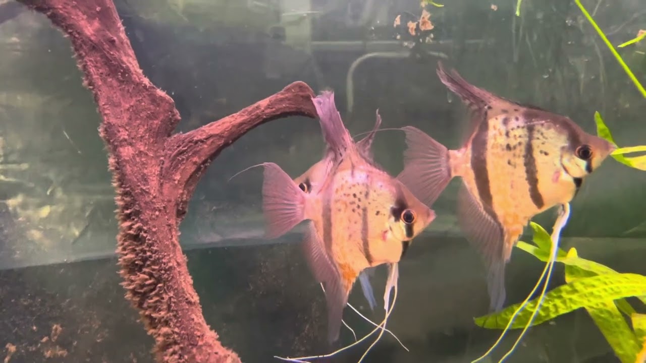 Pterophyllum scalare Rio Nanay