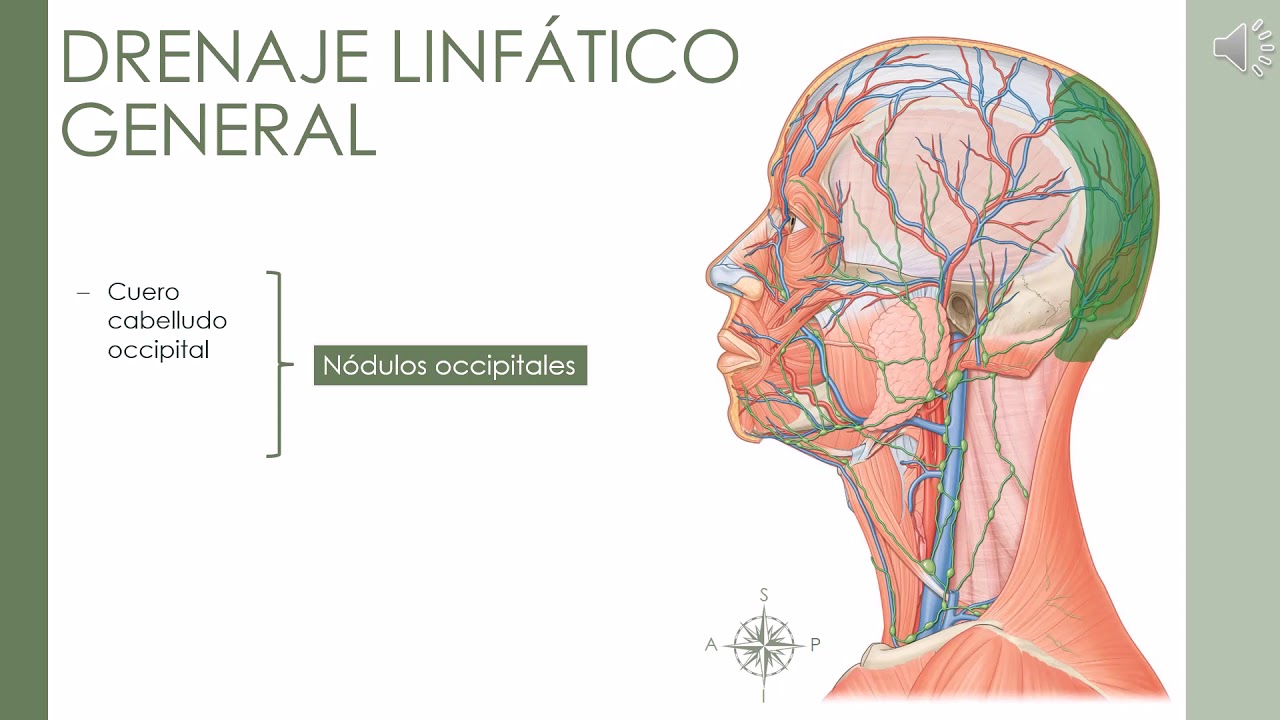 Drenaje Linfático de Cabeza y Cuello.