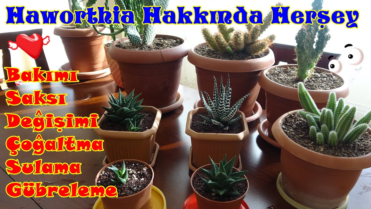 Haworthia'ları Nasıl Bilirsiniz?
