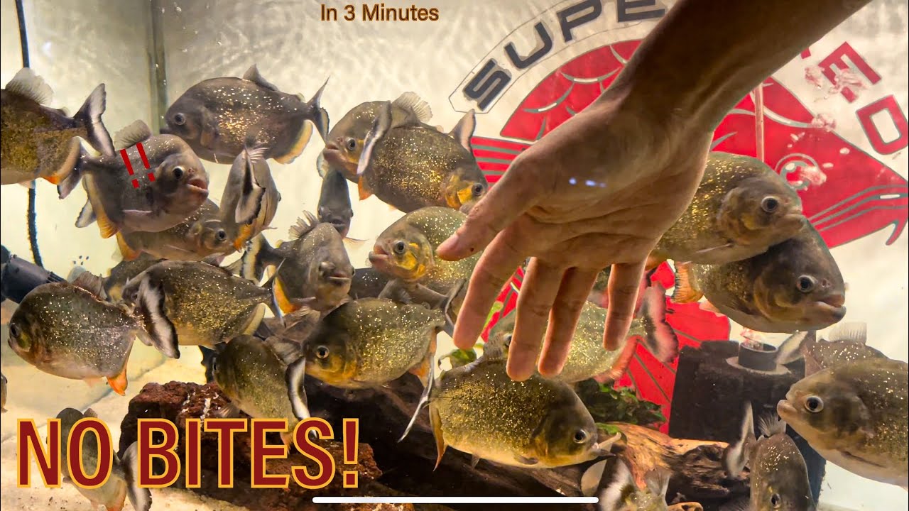 Cleaning PIRANHA Tank WITHOUT Getting BITTEN! (You Won't Believe This)