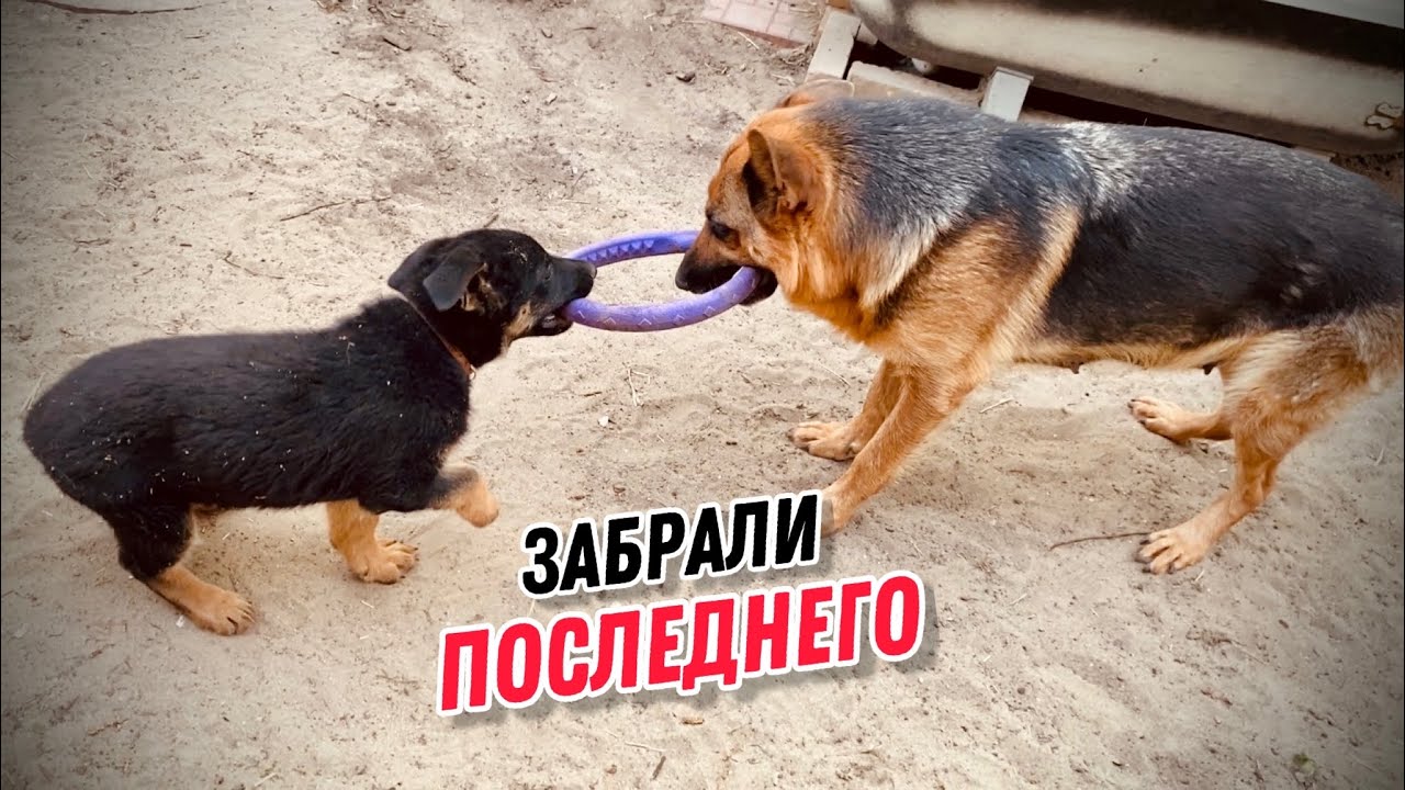 МАМА ПРОЩАЕТСЯ С ПОСЛЕДНИМ ЩЕНКОМ