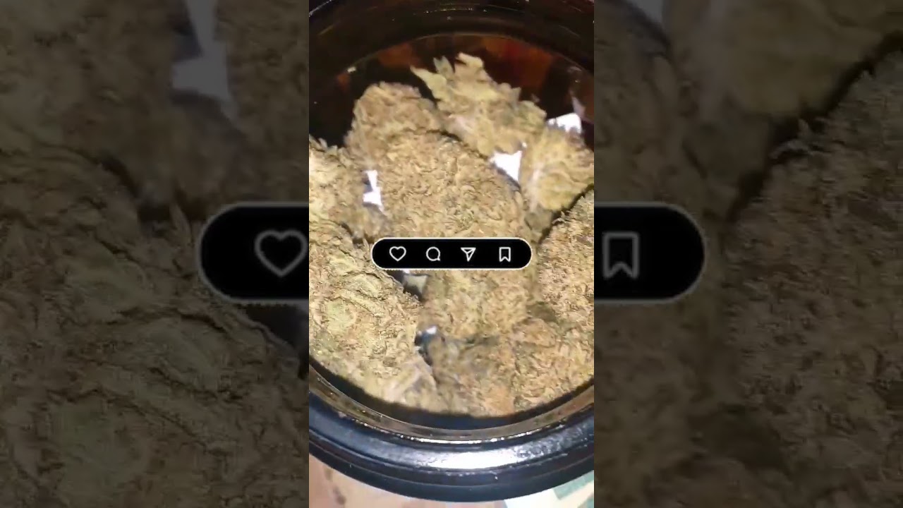FVF Havana Nights FERN VALLEY FARMS Thca Flower Review
