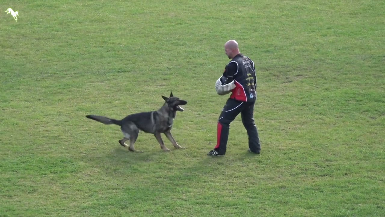 Veyron von Kayman WUSV-WM-2021 C-83