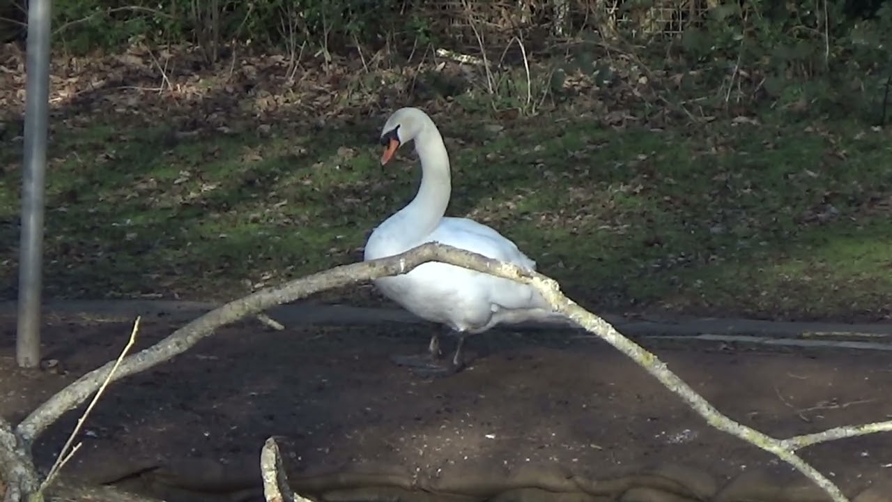 Rather Be Alone #muteswans #swan #cygnusolor #waterbirds #aquaticbirds #wildanimals #wildlife