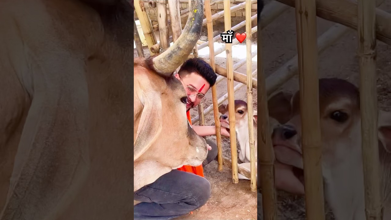 माँ ❤️ #baawalechoreshorts #cowlove #motherlove  #gaumata