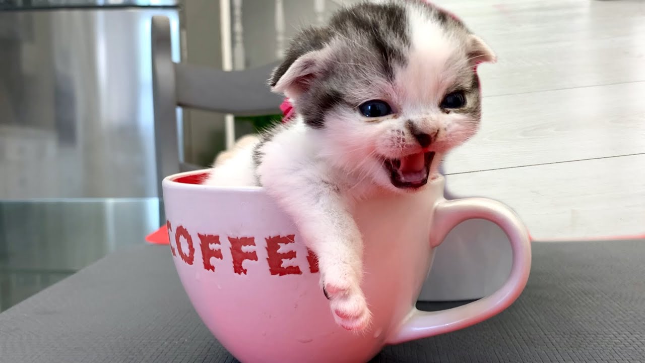 "А почему эта ванна такая маленькая?" - Утренний кофе с котенком Бутуз