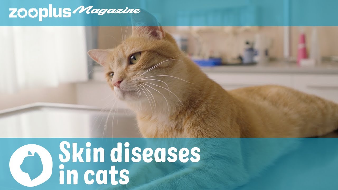 Skin diseases in cats