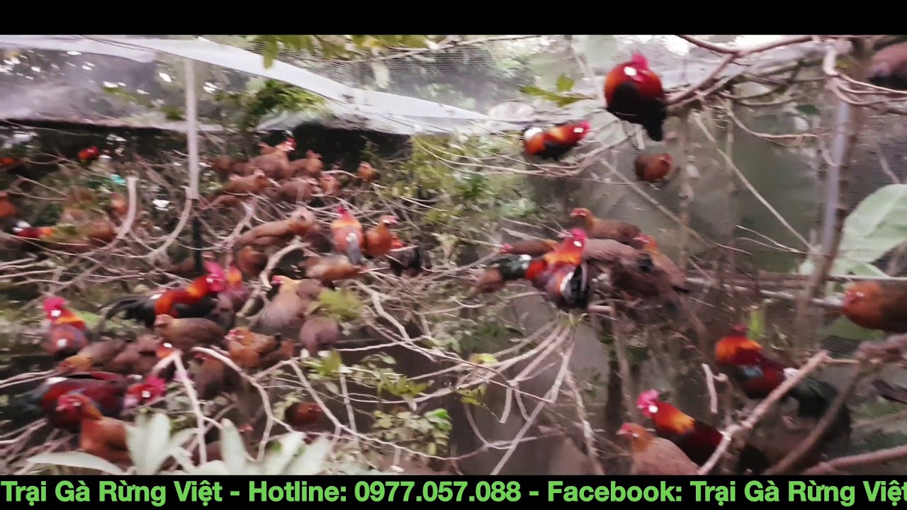 Ngắm Cảnh Gà Rừng Chiều Tối Quá Đẹp - Watching the evening forest chicken is interesting