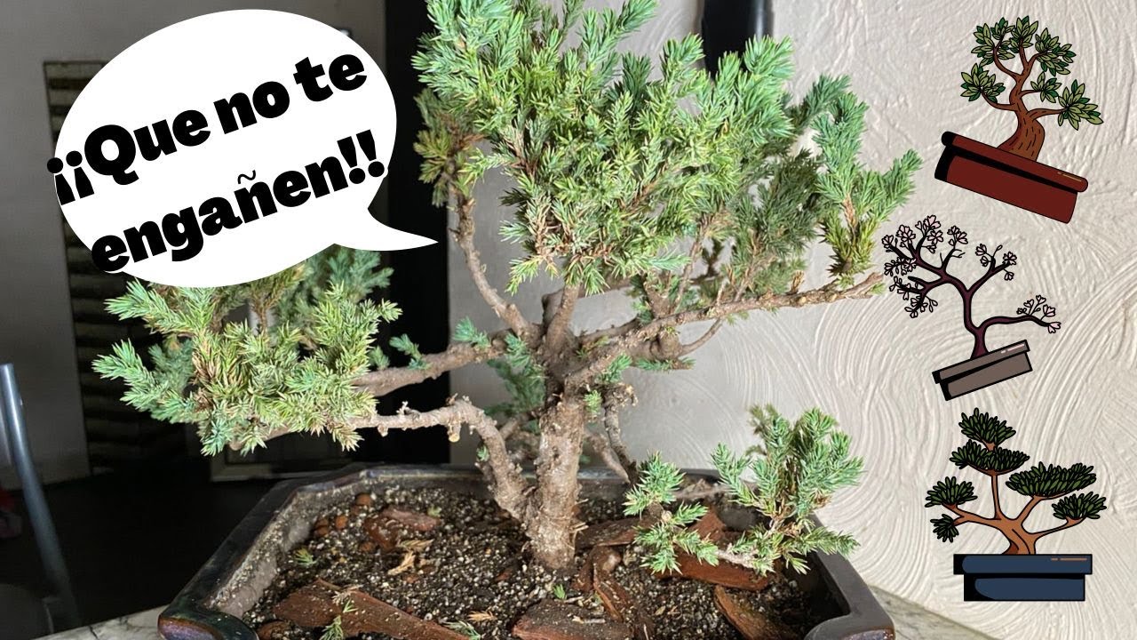 ¿Comó saber si estoy comprando un Bonsai?🤔