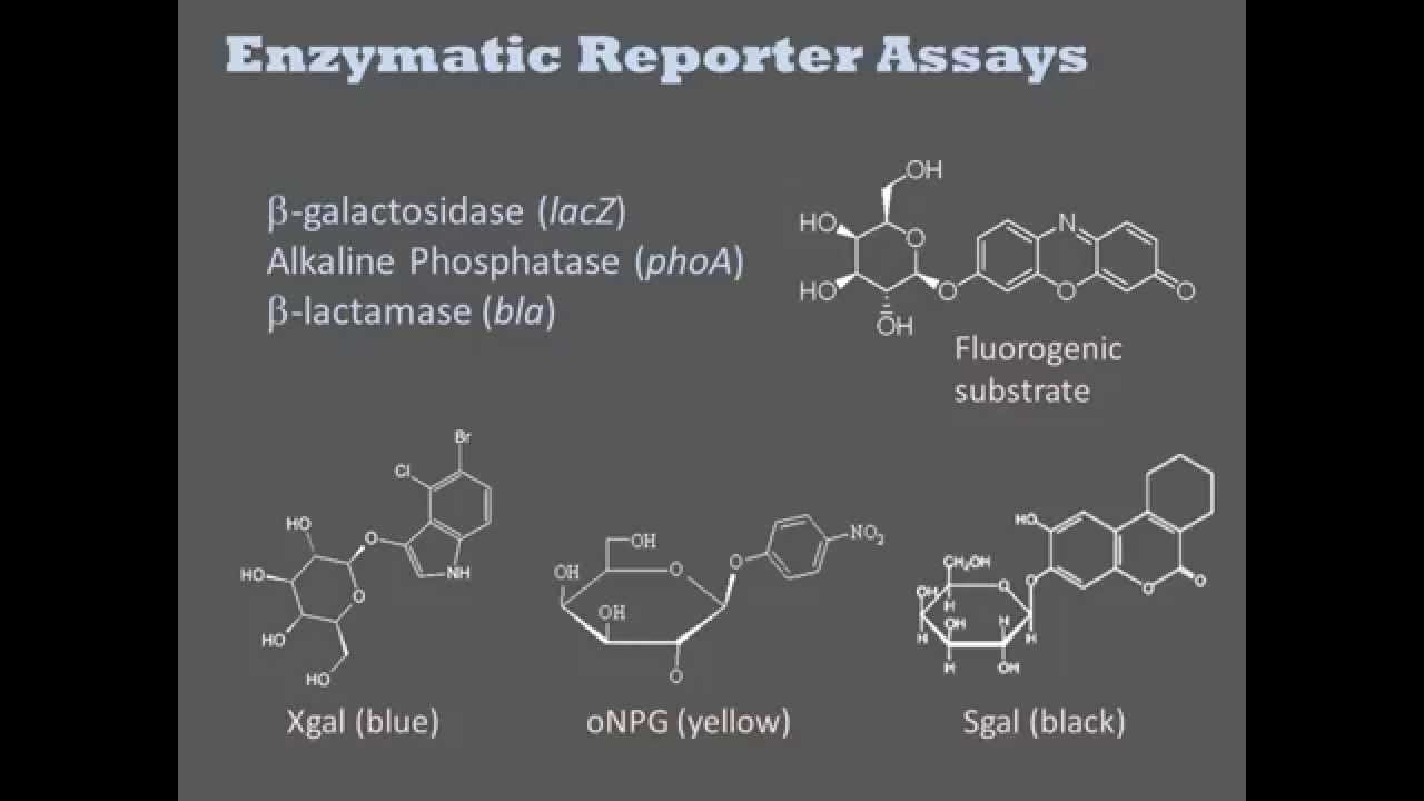 Biochemical Assays
