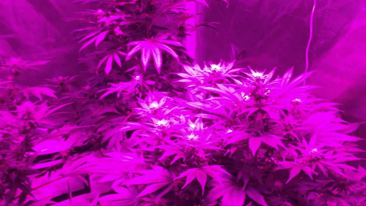White Widow - Day 28 of flower