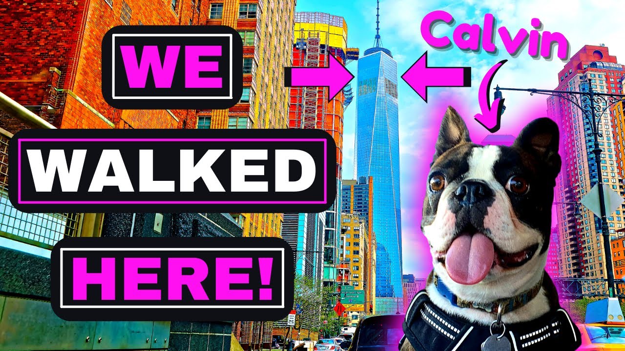 My BOSTON TERRIER Dog WALKS Around NYC ~ MANHATTAN [PART 2]