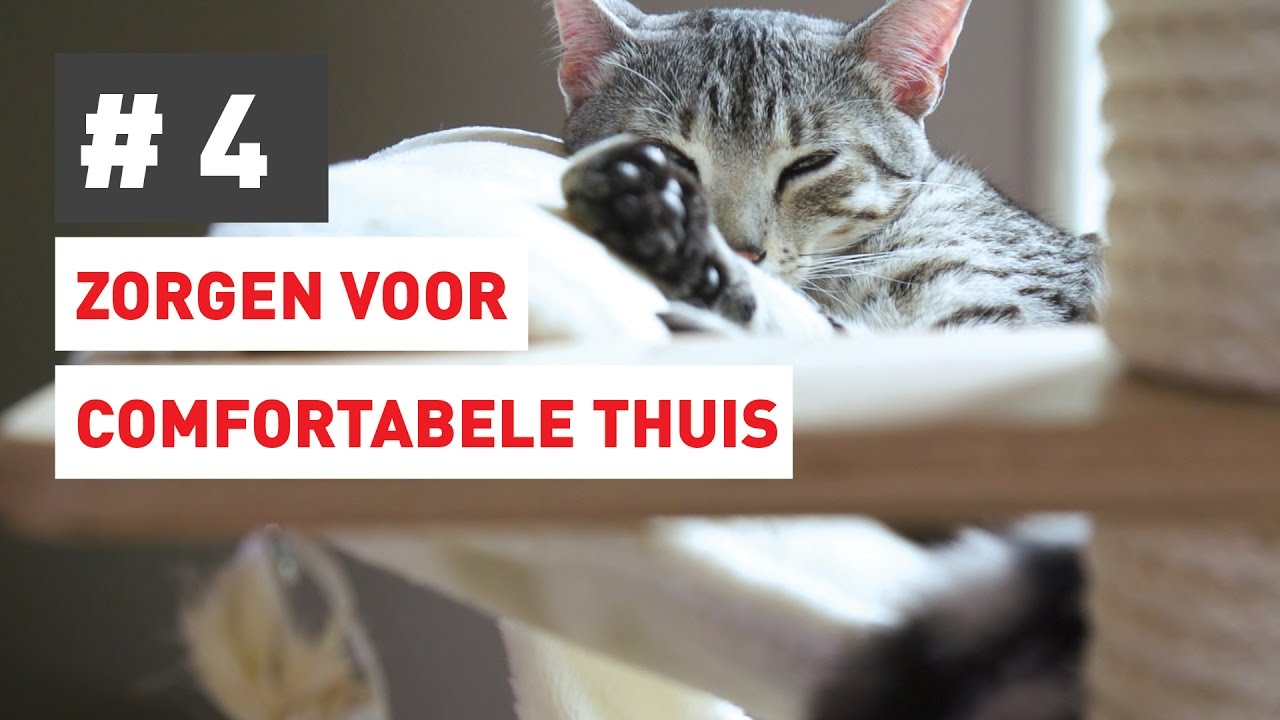 Hoe bezorg ik mijn kat een comfortabele thuis?