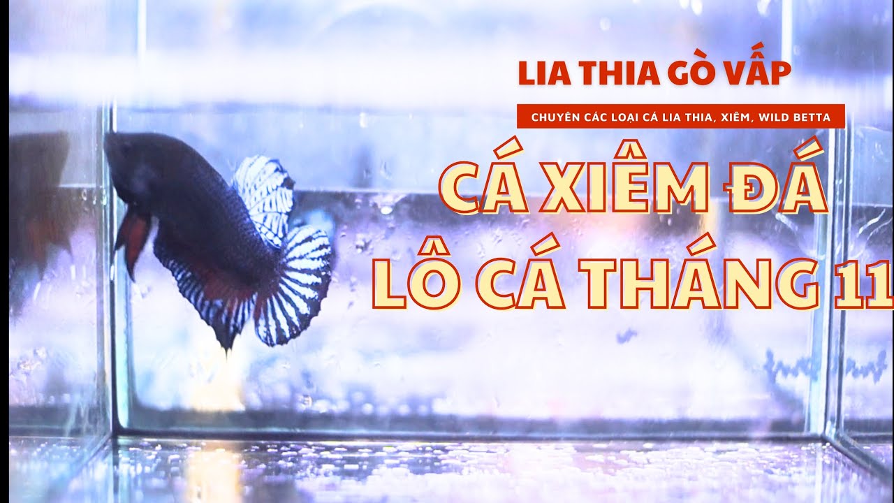 CÁ XIÊM ĐÁ, Lên lô cá xiêm đá cho anh em lựa chọn | Cá lia thia Gò Vấp.