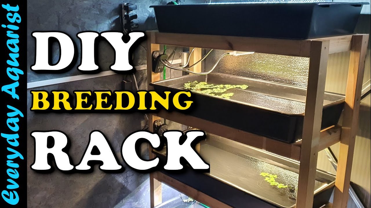 DIY BUDGET Aquarium RACKING System for BREEDING Shrimp, Plants, Fish or Corals (FULL BUILD)