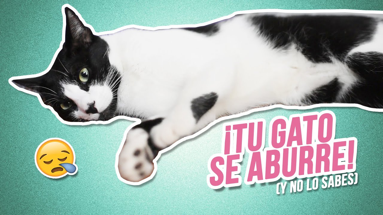 6 signos de que tu GATO está ABURRIDO en tu casa 😪😿