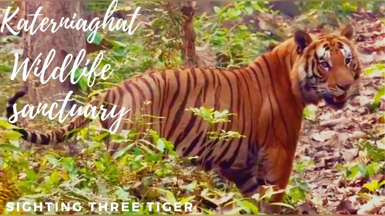 Katerniaghat wildlife sanctuary