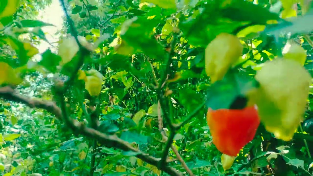 King Chilli