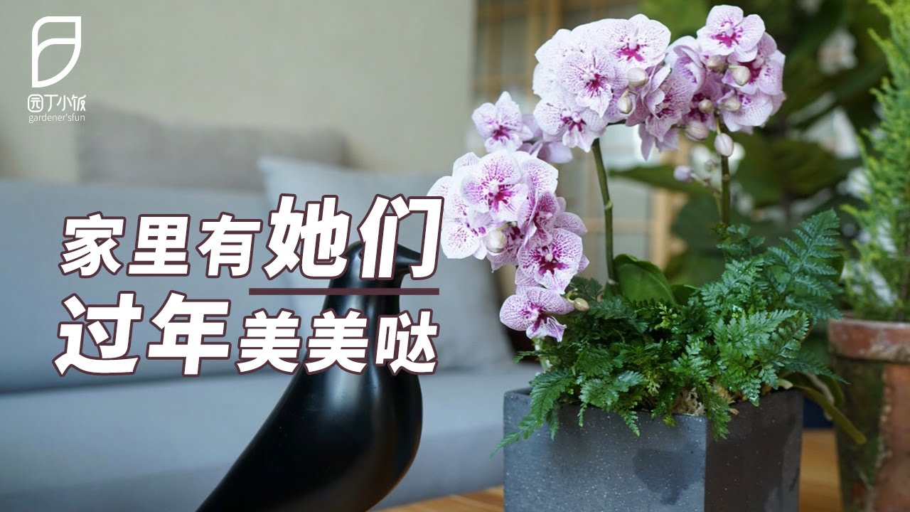 【园丁小饭】过年想要家里植物不打架？阳光要这么分配才行