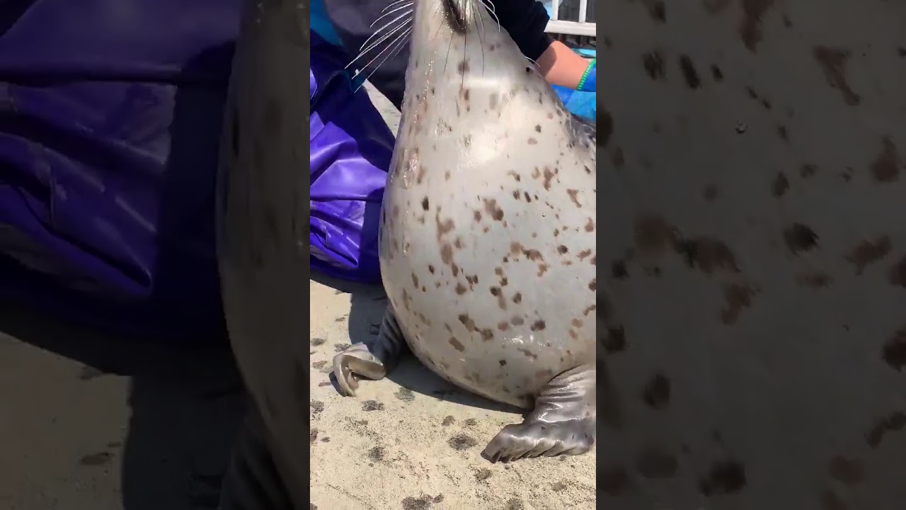 Pet Seal