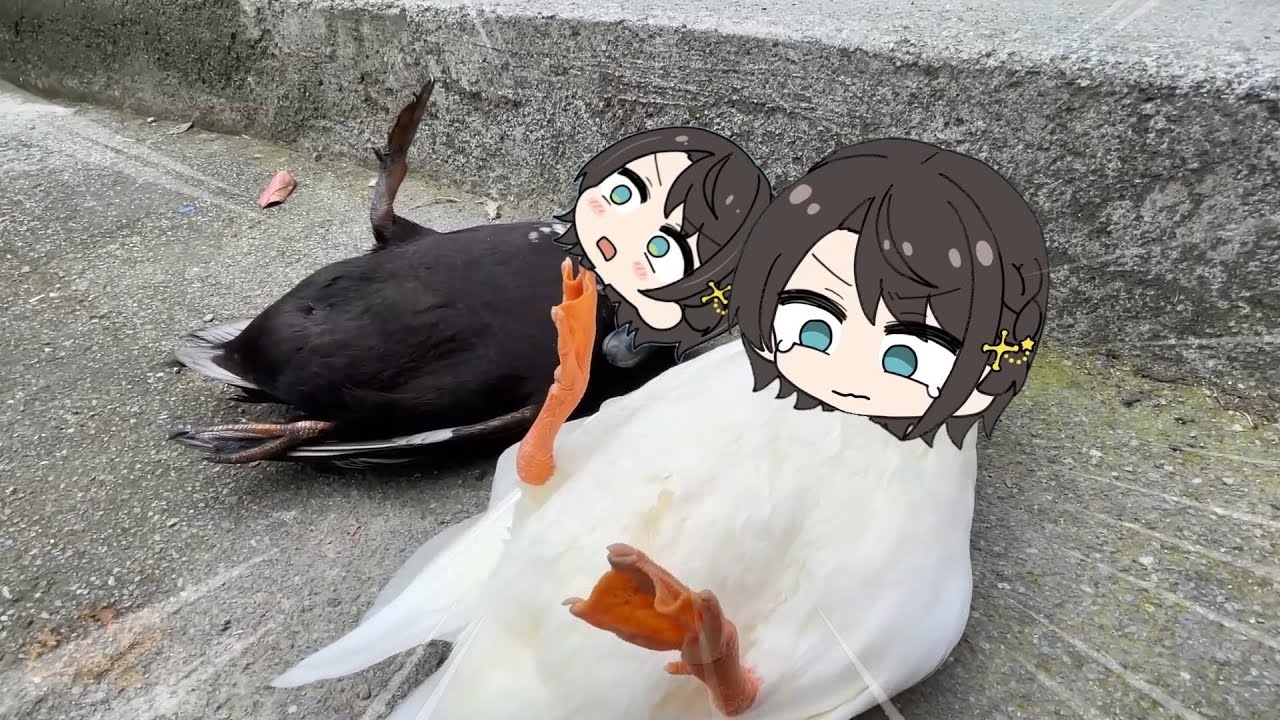 Subaru duck flipped over again | Animal hololive