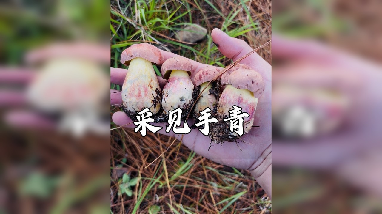 看看今年云南的见手青有多难采
