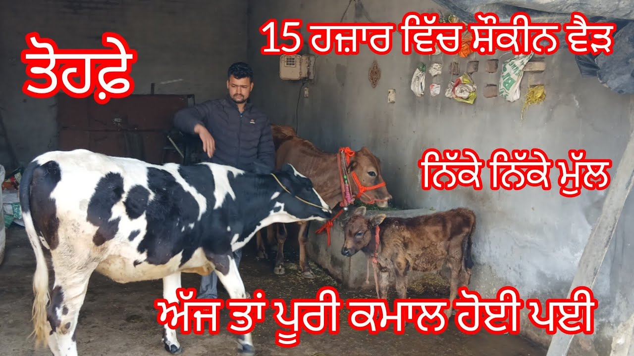 15 ਹਜ਼ਾਰ ਵਿੱਚ ਸ਼ੌਕੀਨ ਵੈੜ ਦੋ ਵੈੜਾ ਬਿਲਕੁਲ ਜਾਇਜ ਮੁੱਲ /cow for sale /cheema dairy farm 