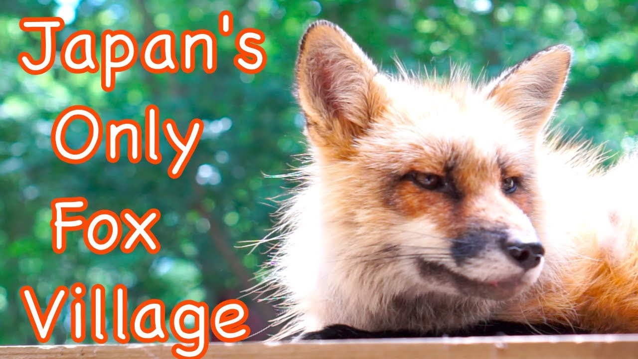 Japan&rsquo;s Fox Village