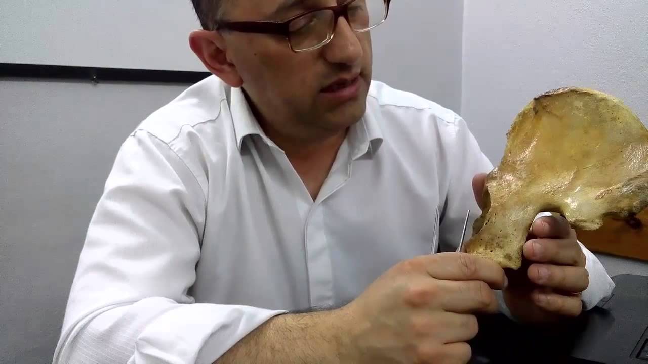 03   Caras del Hueso Coxal