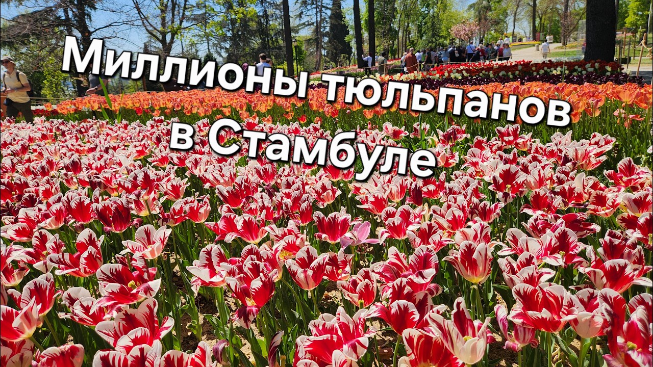 Фестиваль тюльпанов в Стамбуле часть 2. Апрель 2024