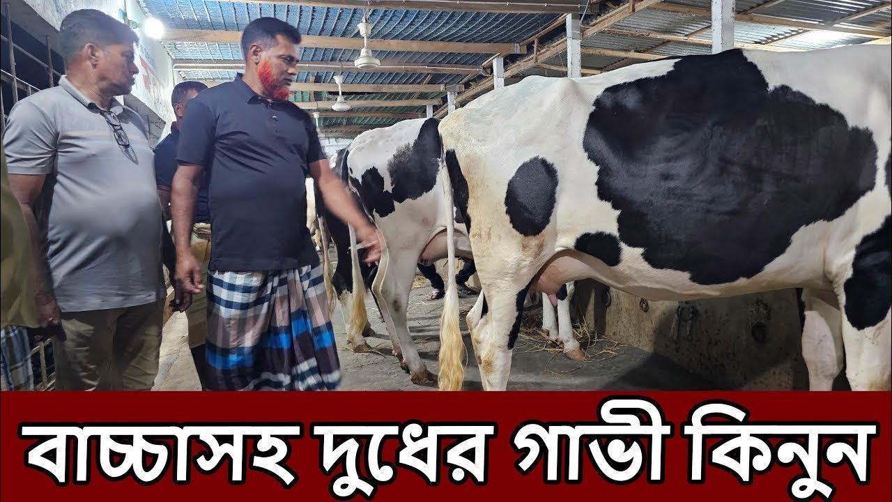 নতুন গাভীর চমক । imo/WhatsApp 01327-905499[১৬০৩]