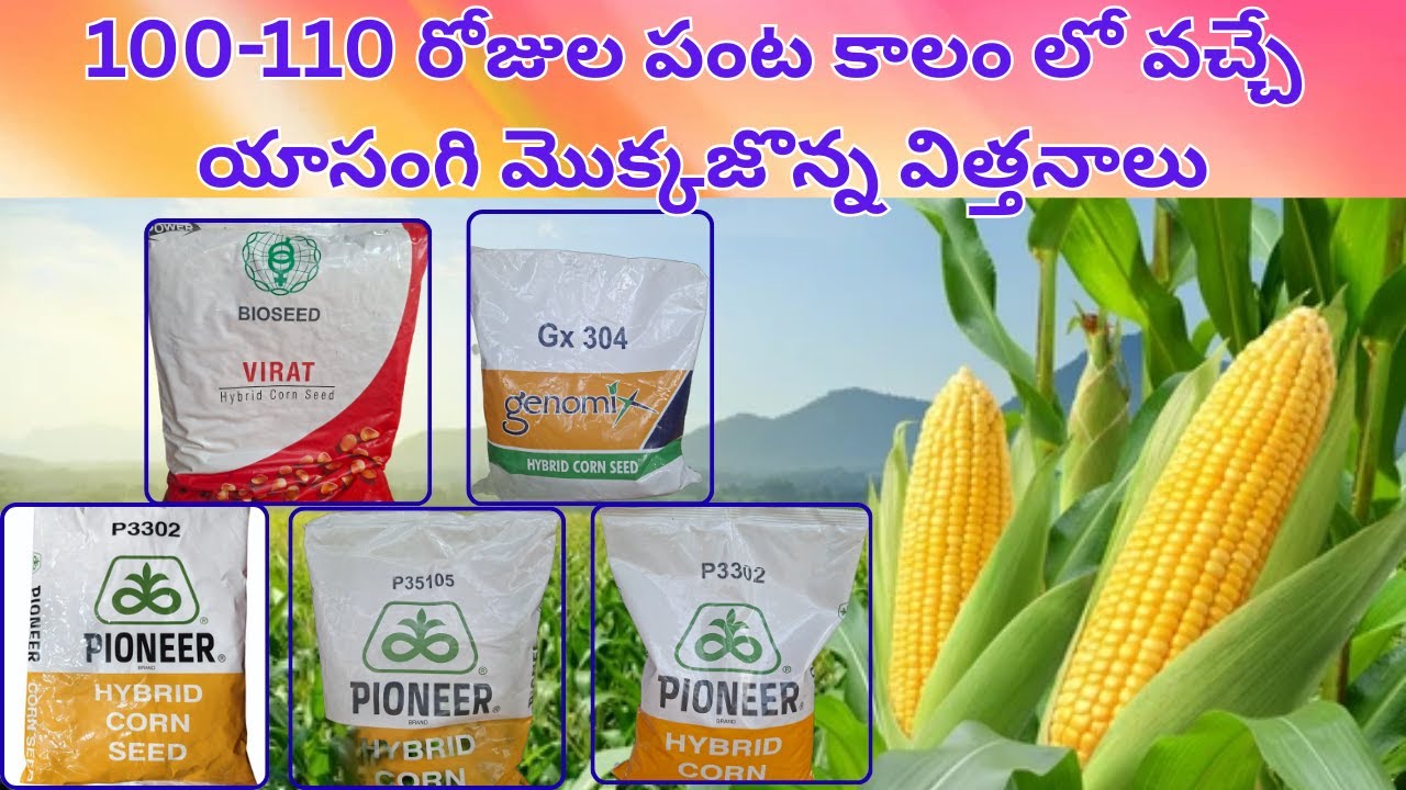 100-110రోజుల పంటకాలంలో అధిక దిగుబడినిచ్చే యాసంగి మొక్కజొన్న విత్తనాలు #short #duration #maize #seeds