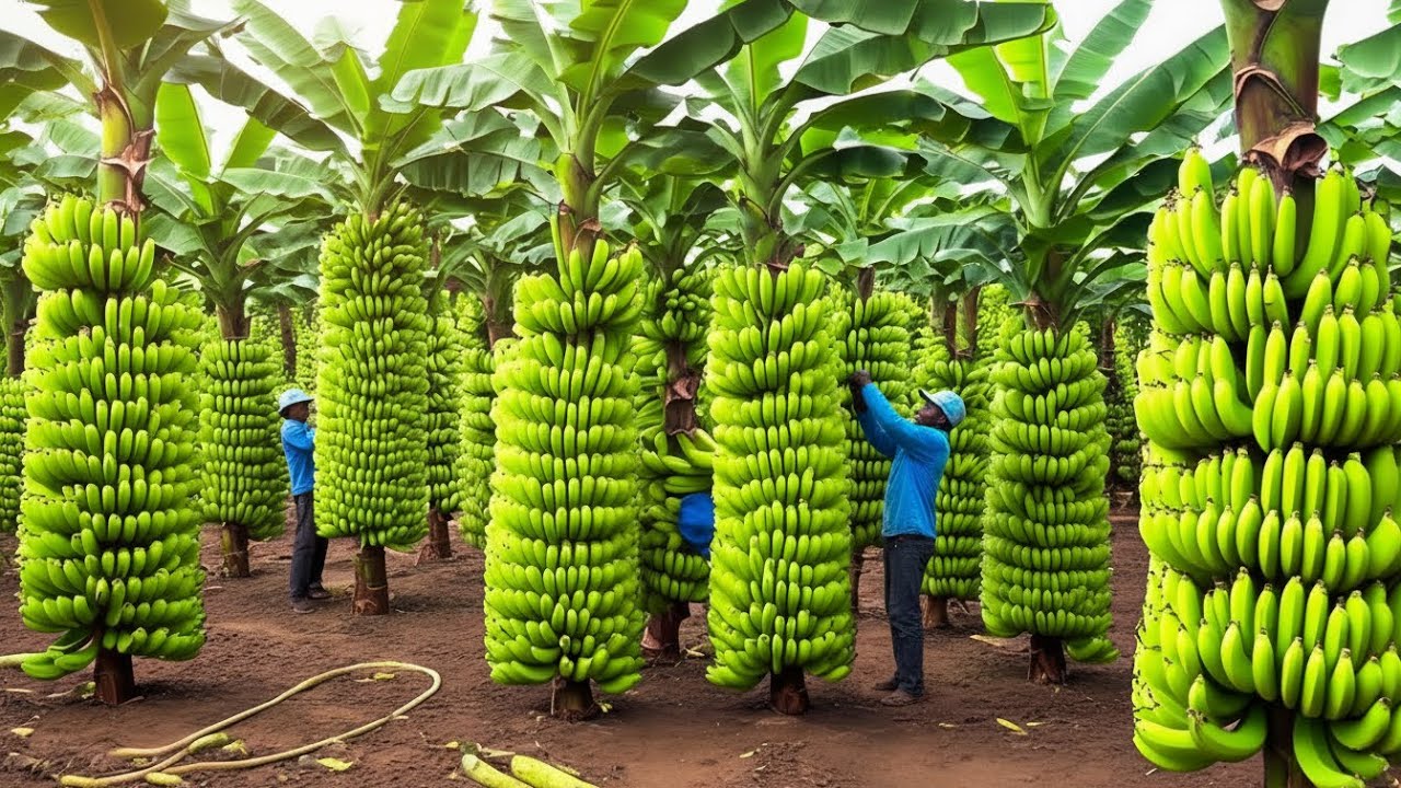 How Farmers Transport TONS of Bananas in One Trip  | Agriculture Technology(Full Process)