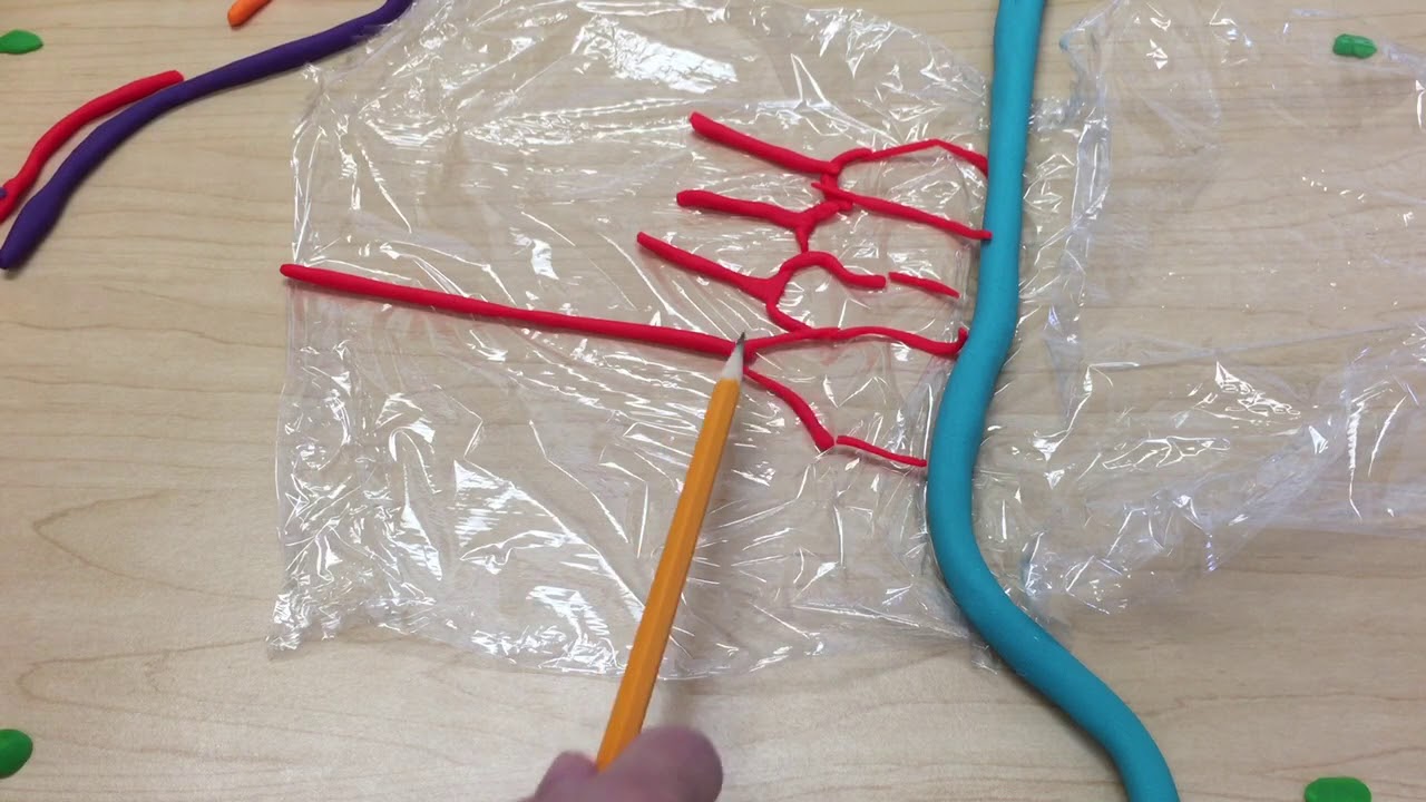 Intestines Part 2 - Mesentery, Arcades, and Vasa Recta