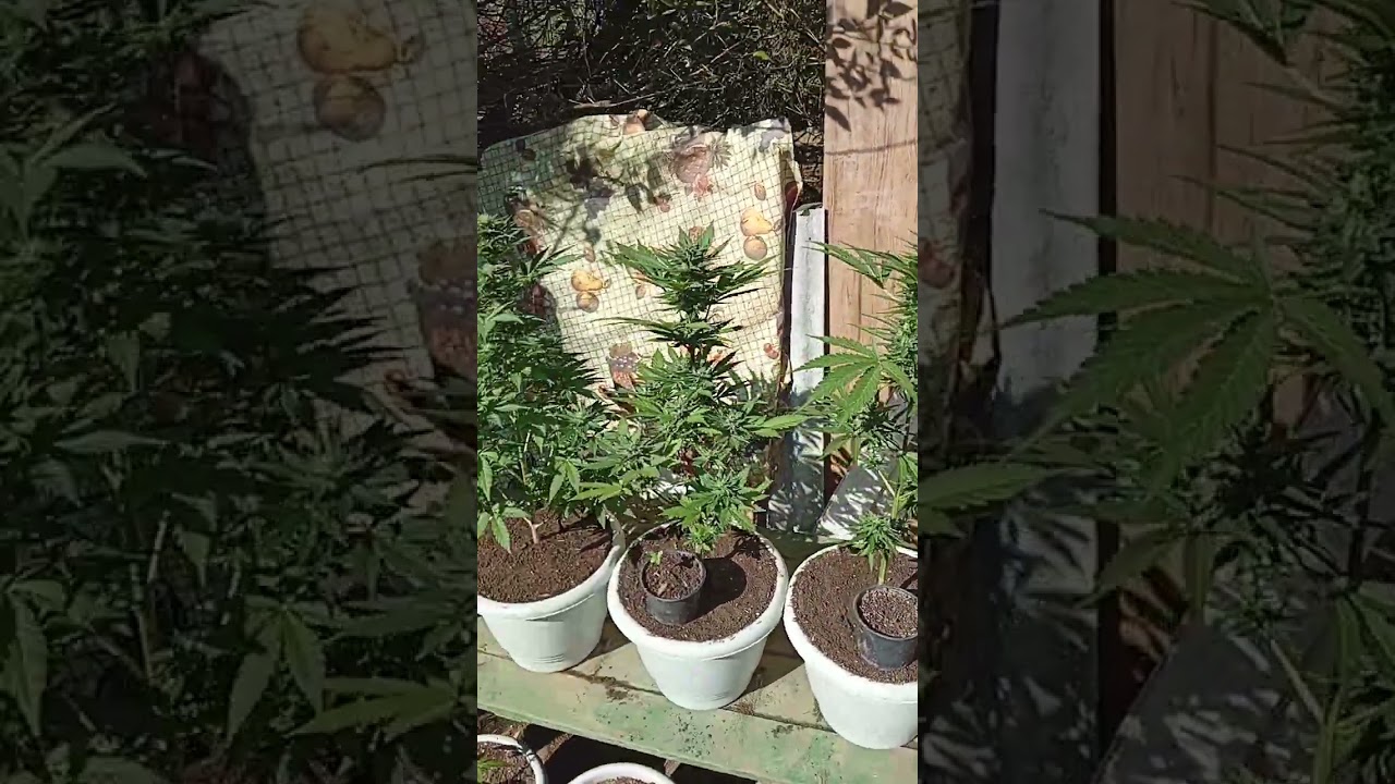 Cultivo Solo Organico Fertilizante Flowermind!! Gorila Kush, White Widow e Jack Herer