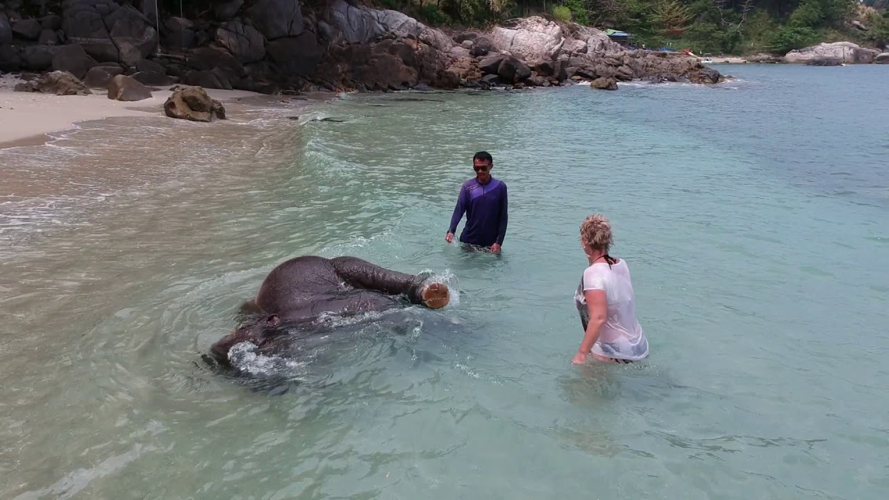 Swimming with Elephants in Thailand (Phuket)