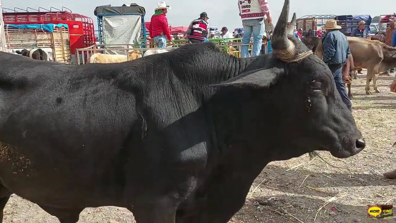 MUCHA VARIEDAD DE GANADO,PLAZA GANADERA CIENEGUILLAS ESTADO DE MEXICO.