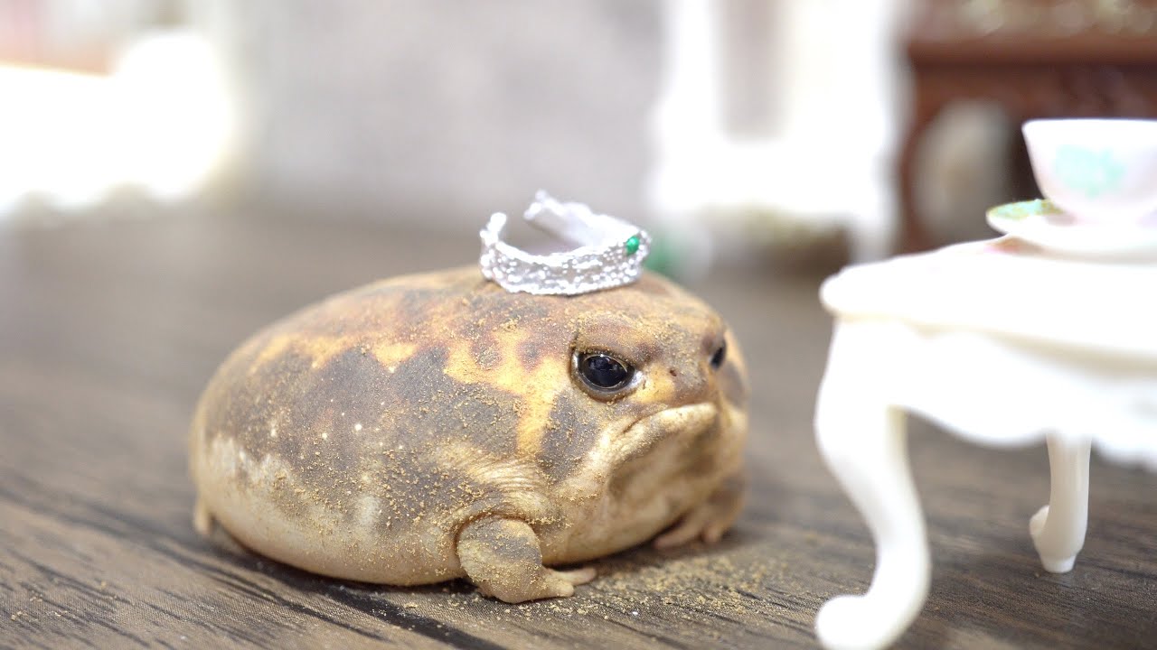 Круглые лягушки, проснитесь. Симпатичный ассортимент 🎁3　Rain frogs, wake up. Cute assortment🎁 3