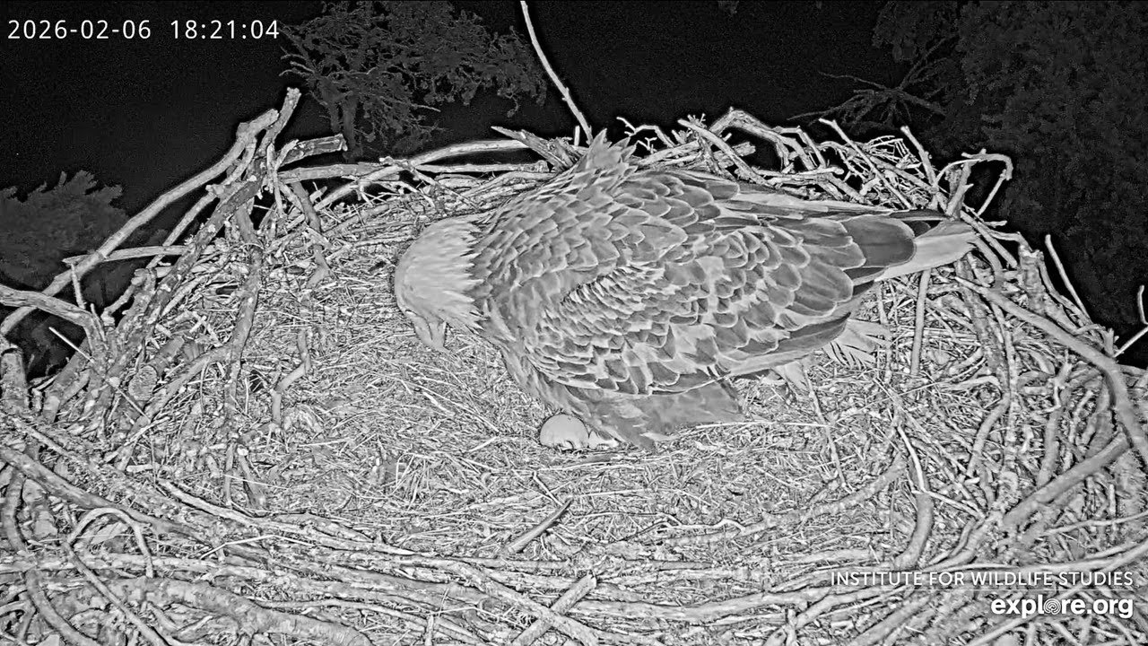 Congratulations, Audacity and Jak, on Egg #3  (Cam Powered by Explore.org)
