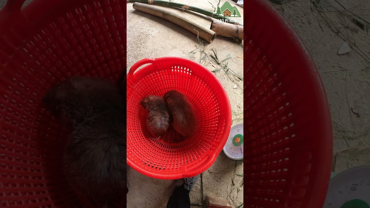 Dúi - Quà xách tay từ bản làng vùng cao