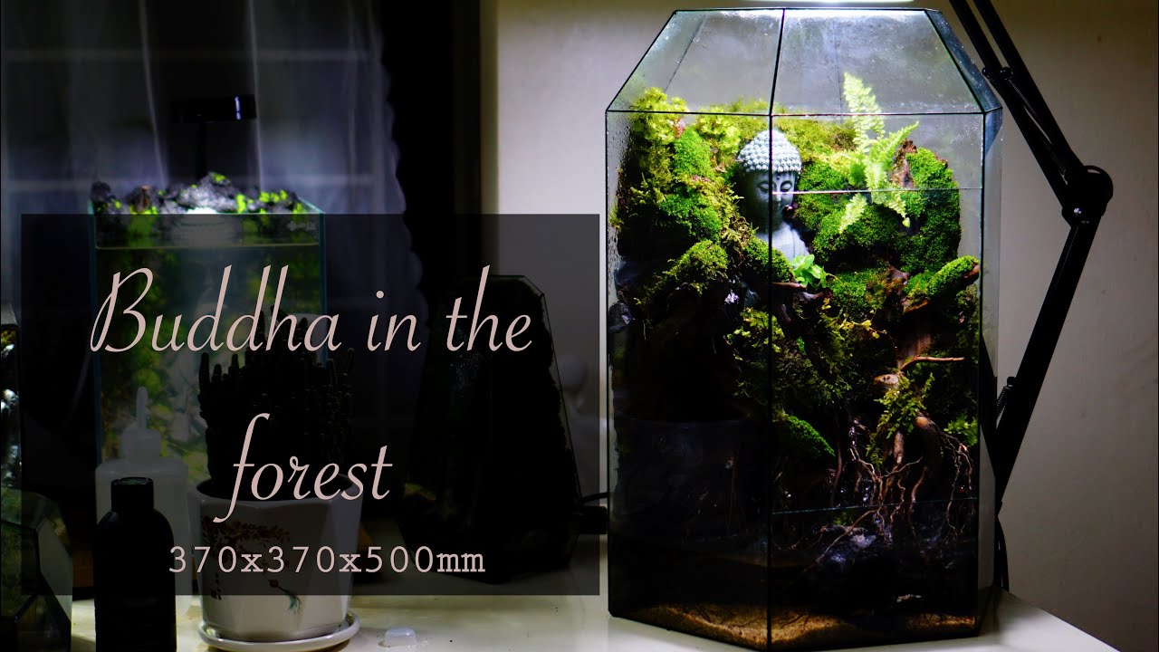 Big Terrarium size: I made a Buddha's scene hidden deep in the forestt | 370x370x500mm