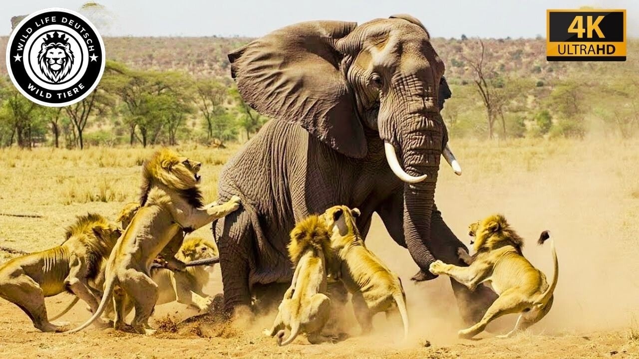 Wildes Luangwa : Der &Uuml;berlebenskampf der Raubtiere #Tierwelt | Wildtiere